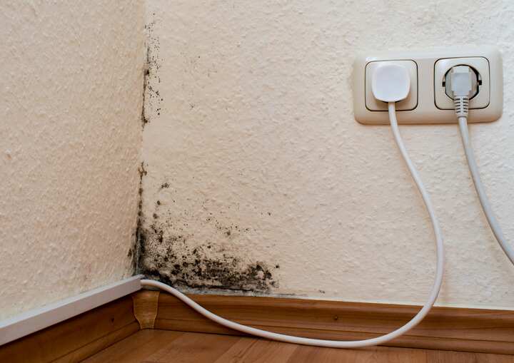 mold remediation houston