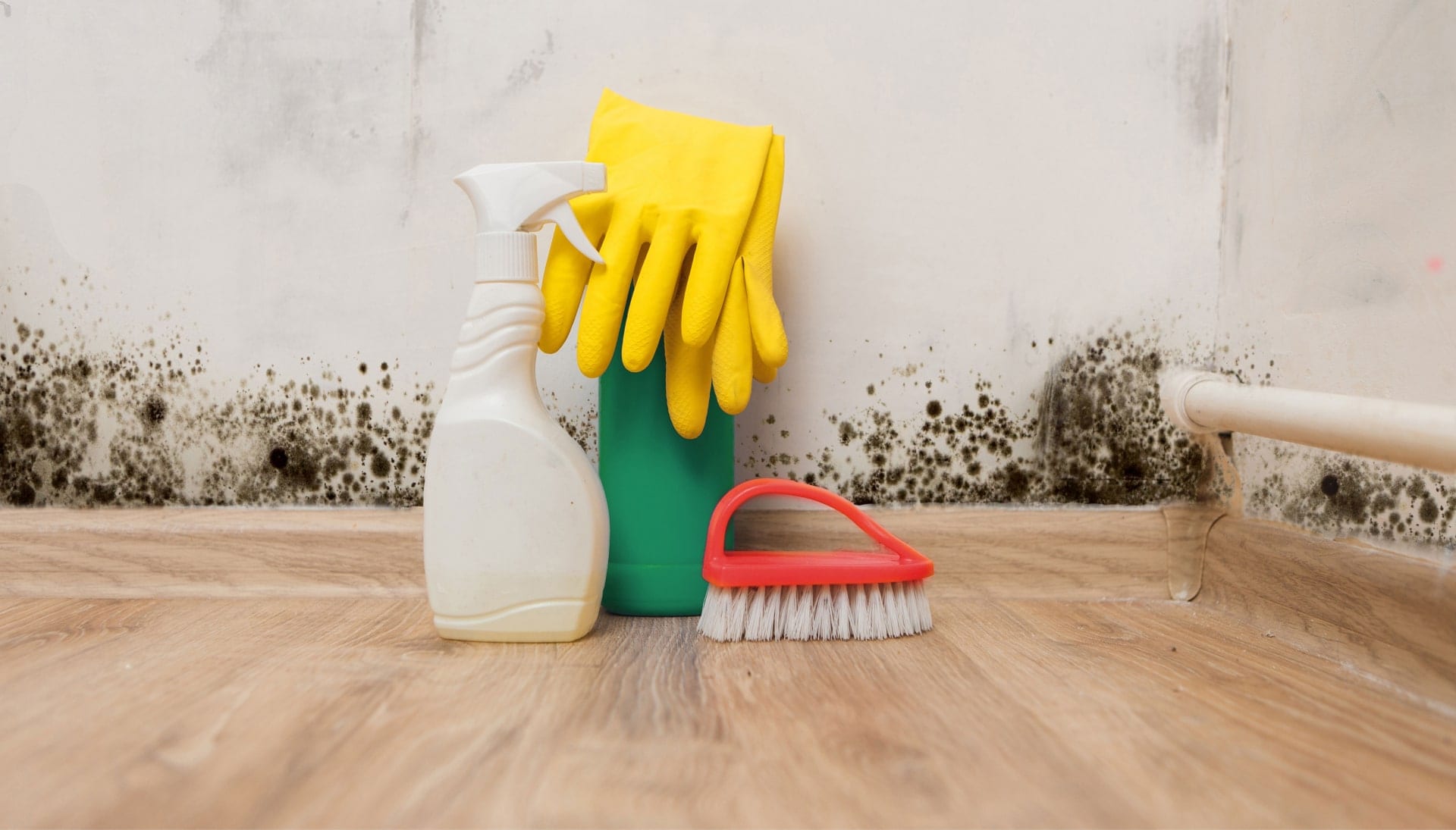 Know About Mold Removal In Houston
